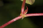 Fringed black bindweed